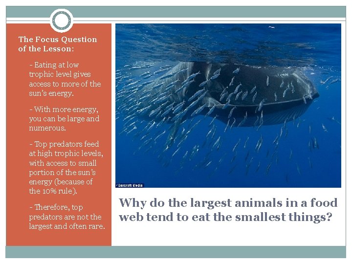 The Focus Question of the Lesson: § - Eating at low trophic level gives