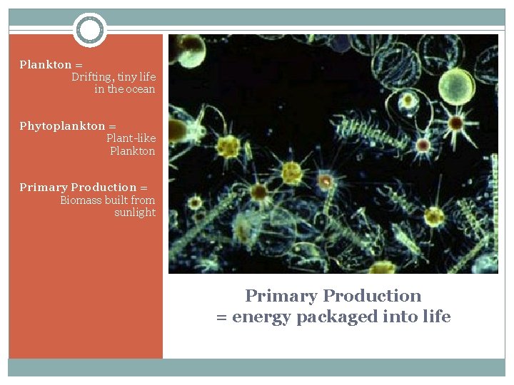 Plankton = Drifting, tiny life in the ocean Phytoplankton = Plant-like Plankton Primary Production