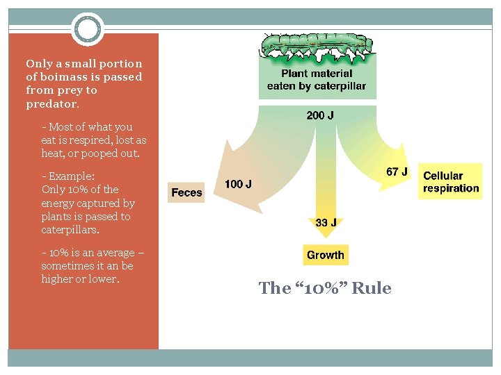 Only a small portion of boimass is passed from prey to predator. § -