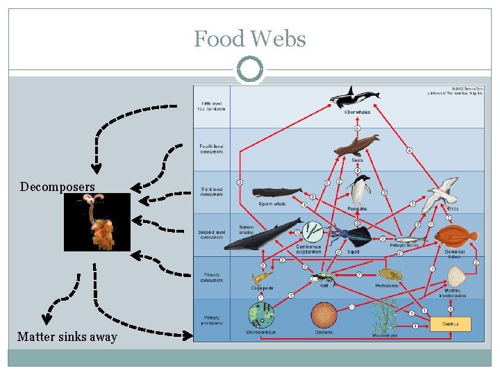 Food Webs Decomposers Matter sinks away 