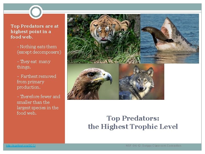 Top Predators are at highest point in a food web. § - Nothing eats