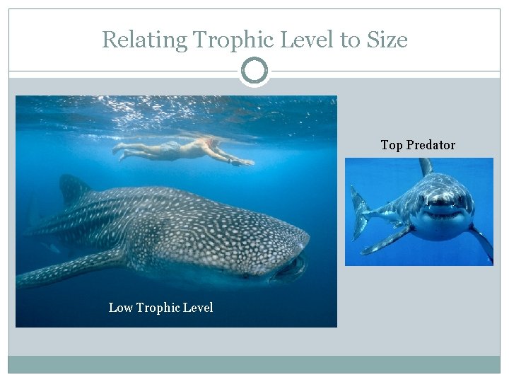 Relating Trophic Level to Size Top Predator Low Trophic Level 