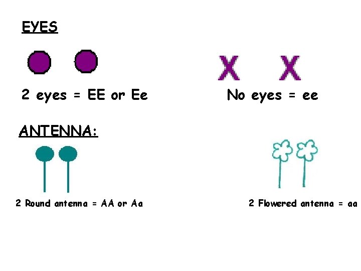 EYES 2 eyes = EE or Ee No eyes = ee ANTENNA: 2 Round