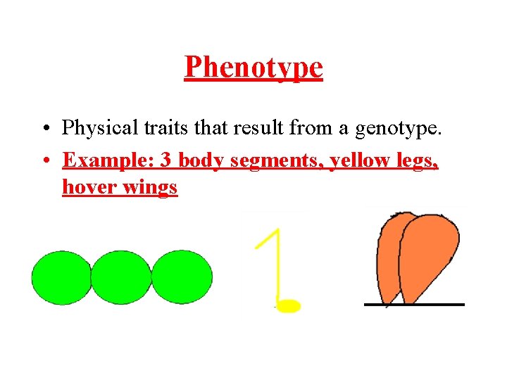 Phenotype • Physical traits that result from a genotype. • Example: 3 body segments,