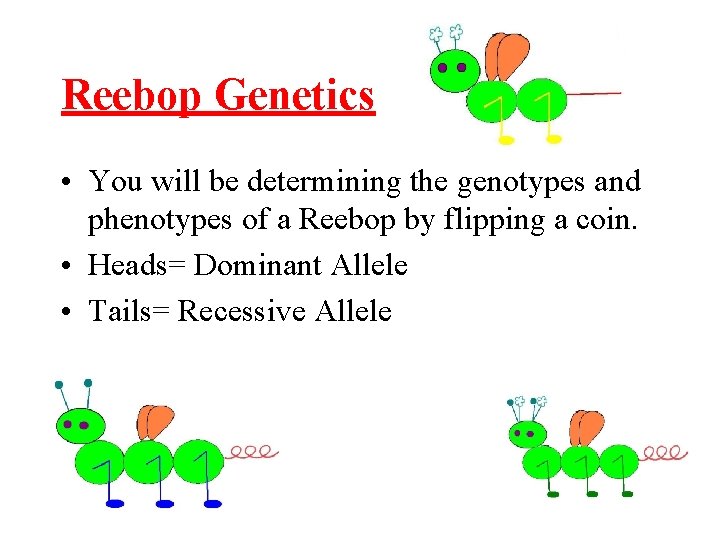 Reebop Genetics • You will be determining the genotypes and phenotypes of a Reebop