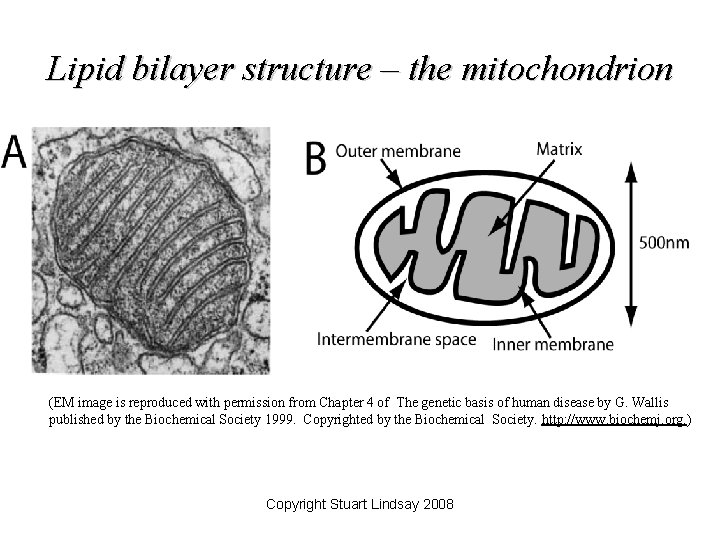 Lipid bilayer structure – the mitochondrion (EM image is reproduced with permission from Chapter