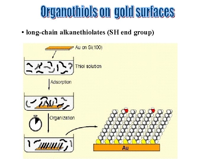  • long-chain alkanethiolates (SH end group) 