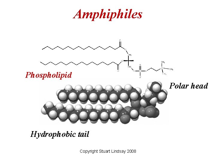 Amphiphiles Phospholipid Polar head Hydrophobic tail Copyright Stuart Lindsay 2008 