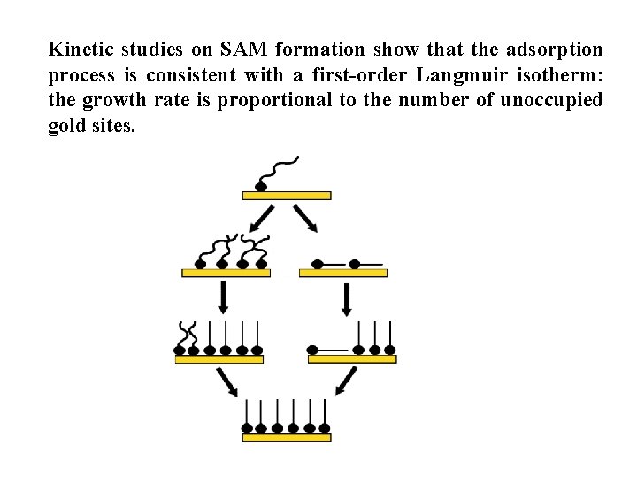 Kinetic studies on SAM formation show that the adsorption process is consistent with a