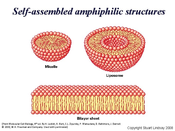 Self-assembled amphiphilic structures (From Molecular Cell Biology, 4 th ed. By H. Lodish, A.
