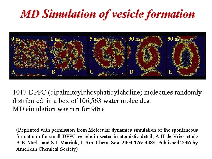MD Simulation of vesicle formation 1017 DPPC (dipalmitoylphosphatidylcholine) molecules randomly distributed in a box