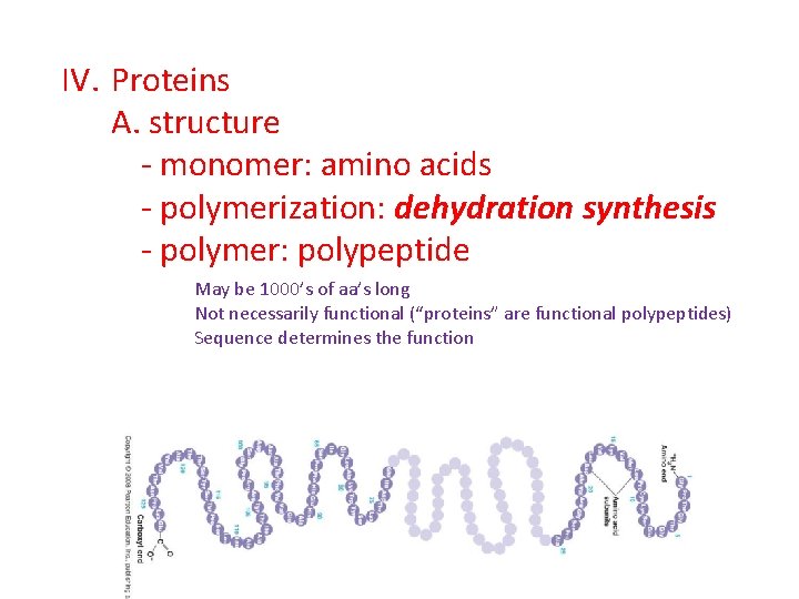 IV. Proteins A. structure - monomer: amino acids - polymerization: dehydration synthesis - polymer: