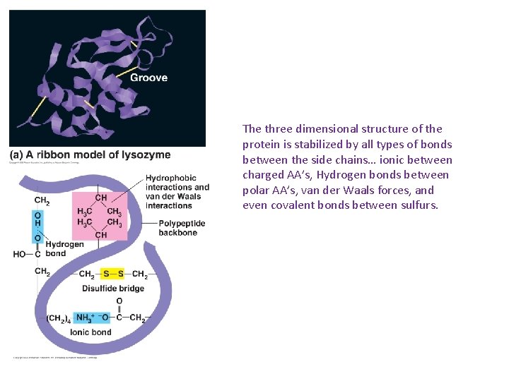 The three dimensional structure of the protein is stabilized by all types of bonds