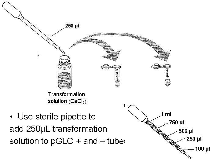 Transformation solution (Ca. Cl 2) • Use sterile pipette to add 250µL transformation solution