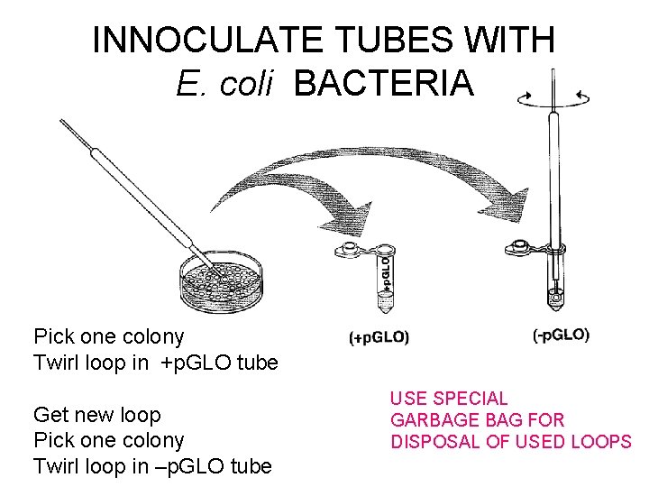 INNOCULATE TUBES WITH E. coli BACTERIA Pick one colony Twirl loop in +p. GLO
