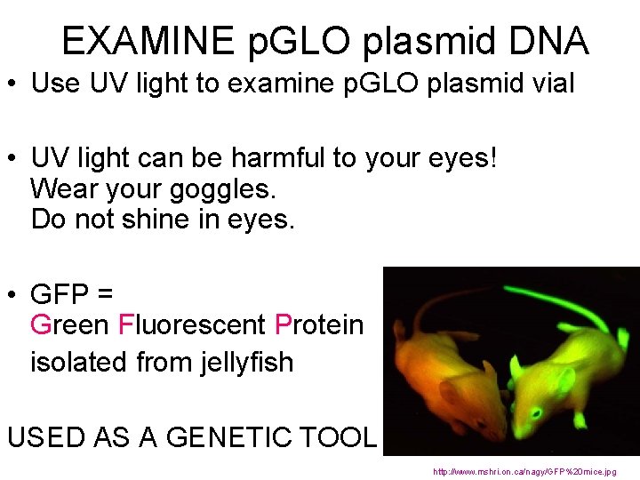 EXAMINE p. GLO plasmid DNA • Use UV light to examine p. GLO plasmid
