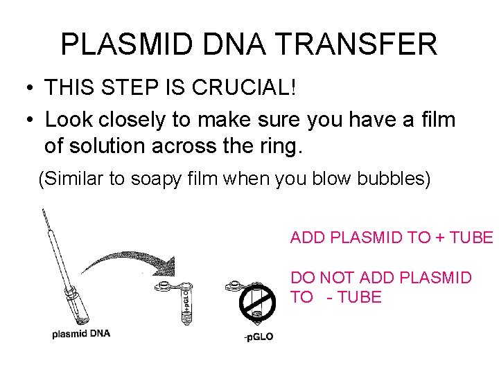 PLASMID DNA TRANSFER • THIS STEP IS CRUCIAL! • Look closely to make sure