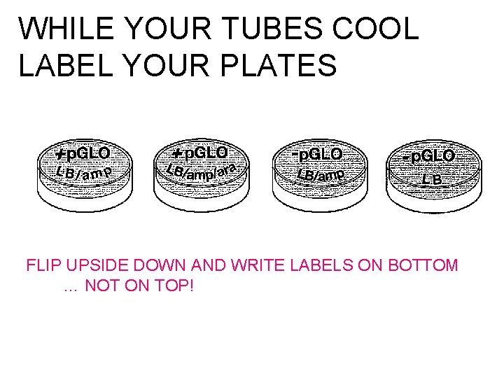 WHILE YOUR TUBES COOL LABEL YOUR PLATES FLIP UPSIDE DOWN AND WRITE LABELS ON