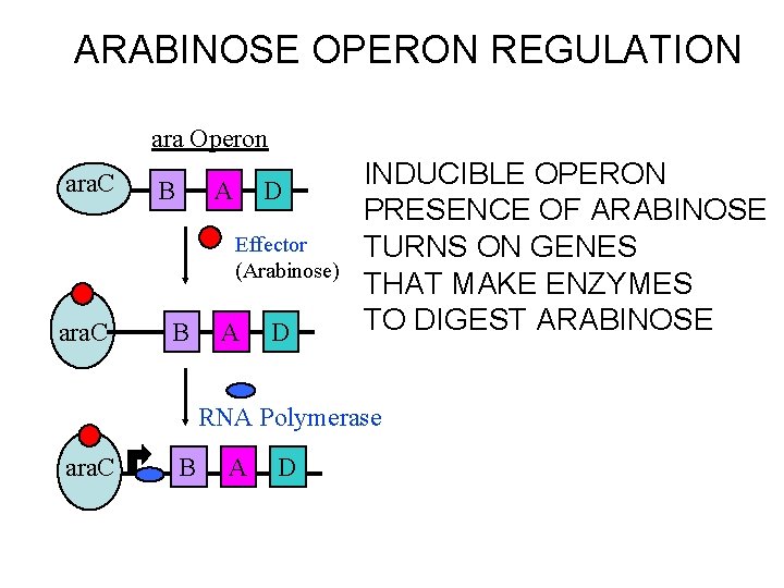 ARABINOSE OPERON REGULATION ara Operon ara. C B A D Effector (Arabinose) ara. C