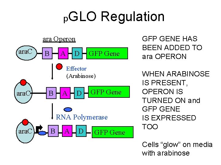 p. GLO Regulation ara Operon ara. C B A D GFP Gene Effector (Arabinose)