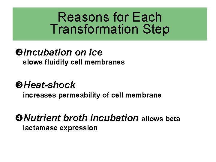 Reasons for Each Transformation Step Incubation on ice slows fluidity cell membranes Heat-shock increases