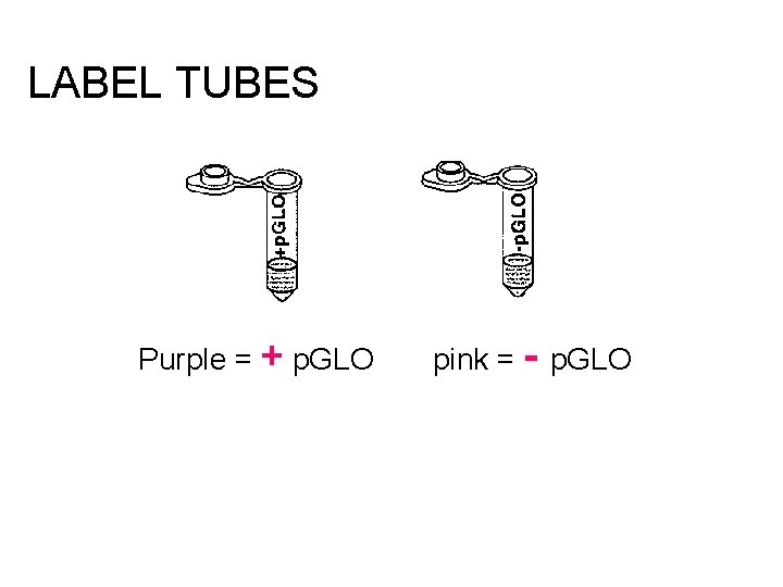 LABEL TUBES Purple = + p. GLO pink = - p. GLO 