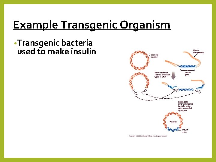 Example Transgenic Organism • Transgenic bacteria used to make insulin 