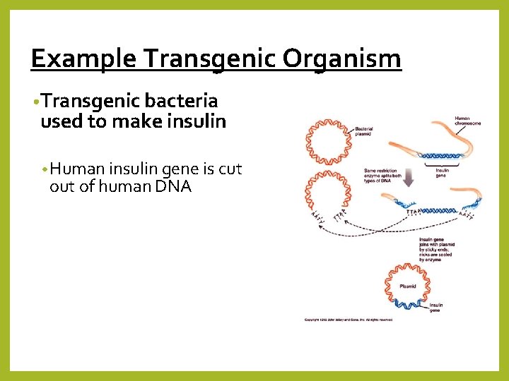 Example Transgenic Organism • Transgenic bacteria used to make insulin • Human insulin gene