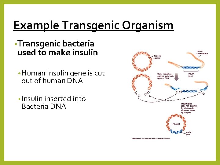 Example Transgenic Organism • Transgenic bacteria used to make insulin • Human insulin gene