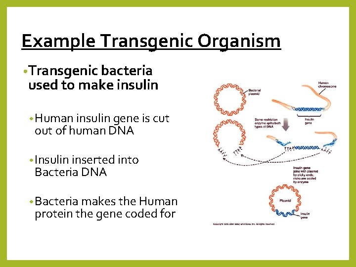 Example Transgenic Organism • Transgenic bacteria used to make insulin • Human insulin gene