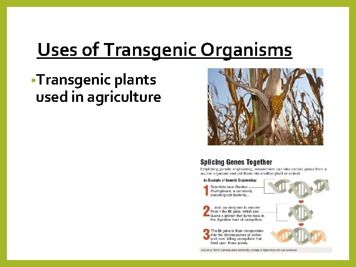 Uses of Transgenic Organisms • Transgenic plants used in agriculture 