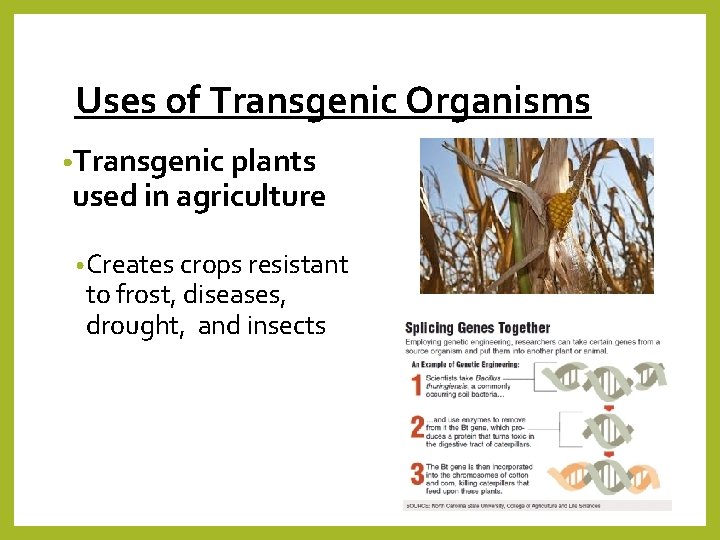 Uses of Transgenic Organisms • Transgenic plants used in agriculture • Creates crops resistant