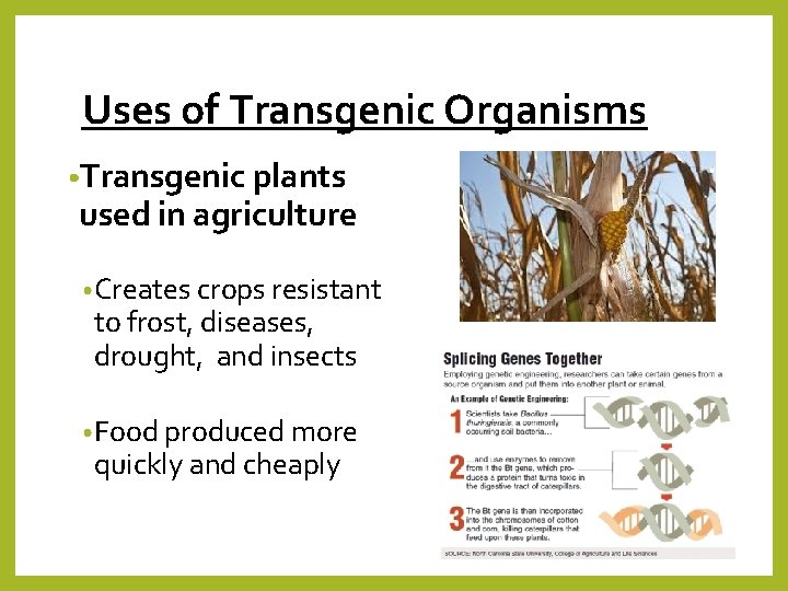 Uses of Transgenic Organisms • Transgenic plants used in agriculture • Creates crops resistant