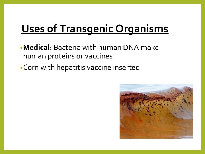 Uses of Transgenic Organisms • Medical: Bacteria with human DNA make human proteins or