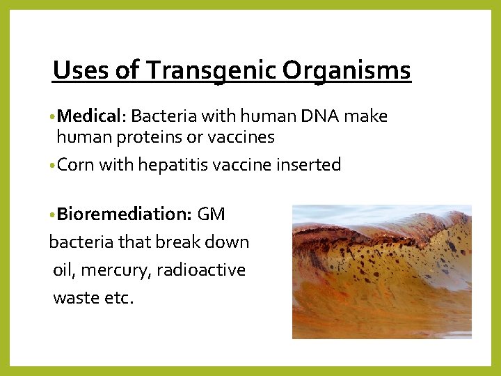 Uses of Transgenic Organisms • Medical: Bacteria with human DNA make human proteins or