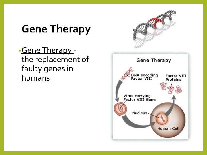 Gene Therapy • Gene Therapy - the replacement of faulty genes in humans 