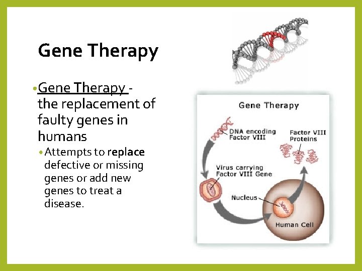 Gene Therapy • Gene Therapy - the replacement of faulty genes in humans •