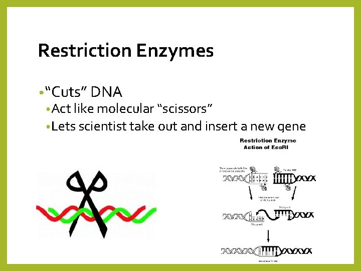 Restriction Enzymes • “Cuts” DNA • Act like molecular “scissors” • Lets scientist take