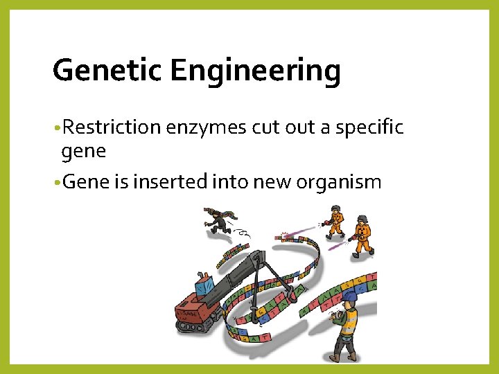 Genetic Engineering • Restriction enzymes cut out a specific gene • Gene is inserted