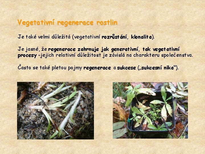 Vegetativní regenerace rostlin Je také velmi důležitá (vegetativní rozrůstání, klonalita). Je jasné, že regenerace