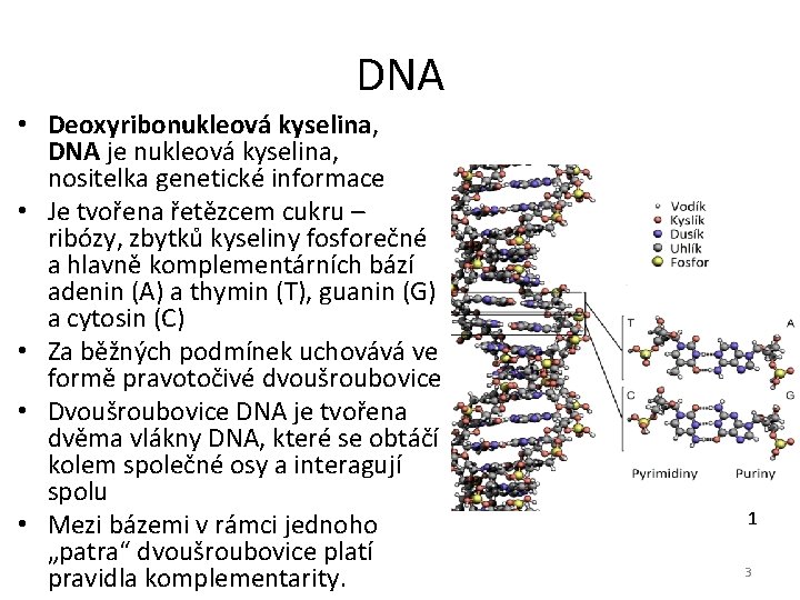 DNA • Deoxyribonukleová kyselina, DNA je nukleová kyselina, nositelka genetické informace • Je tvořena