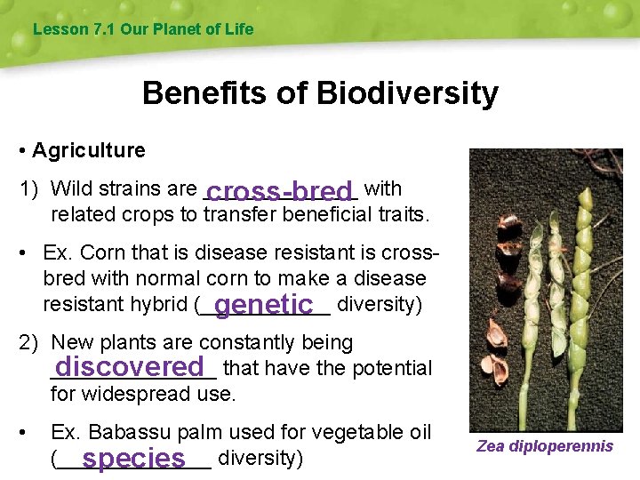 Lesson 7. 1 Our Planet of Life Benefits of Biodiversity • Agriculture 1) Wild