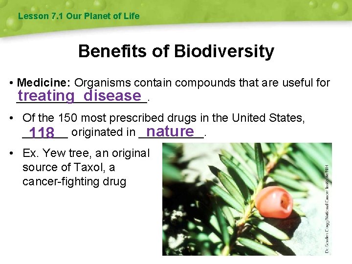 Lesson 7. 1 Our Planet of Life Benefits of Biodiversity • Medicine: Organisms contain