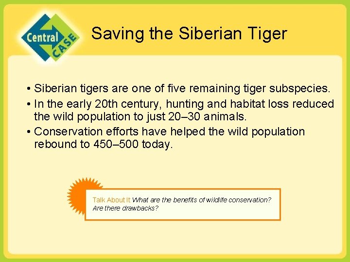 Saving the Siberian Tiger • Siberian tigers are one of five remaining tiger subspecies.