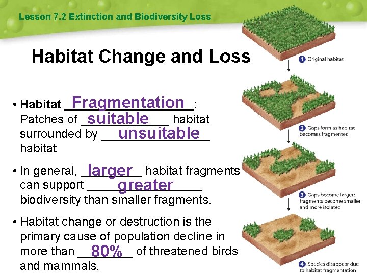 Lesson 7. 2 Extinction and Biodiversity Loss Habitat Change and Loss Fragmentation • Habitat