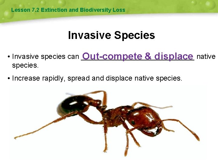 Lesson 7. 2 Extinction and Biodiversity Loss Invasive Species • Invasive species can ______________
