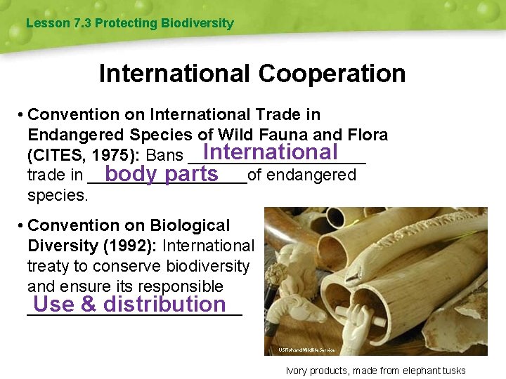 Lesson 7. 3 Protecting Biodiversity International Cooperation • Convention on International Trade in Endangered