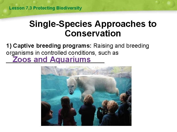 Lesson 7. 3 Protecting Biodiversity Single-Species Approaches to Conservation 1) Captive breeding programs: Raising