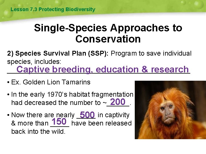 Lesson 7. 3 Protecting Biodiversity Single-Species Approaches to Conservation 2) Species Survival Plan (SSP):