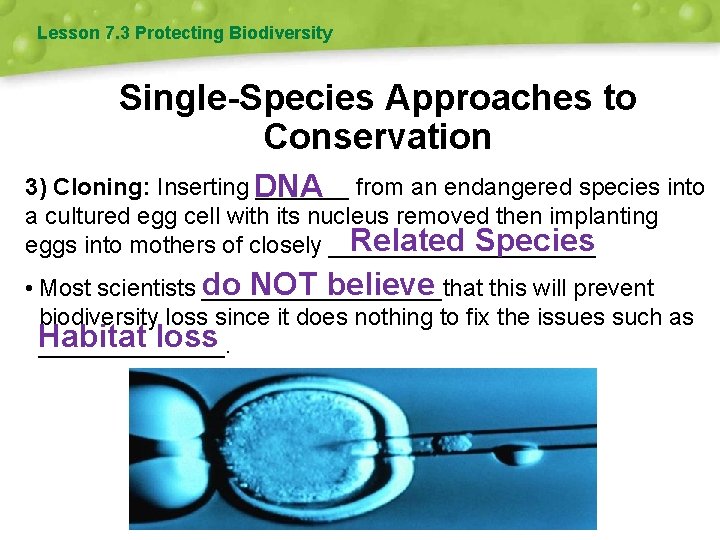 Lesson 7. 3 Protecting Biodiversity Single-Species Approaches to Conservation 3) Cloning: Inserting DNA _______